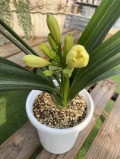 2026年最新】君子 斑入りの人気アイテム - メルカリ