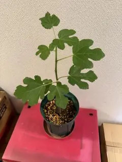 イチジク苗木超稀少品種★SAINT MARTIN （サンマーティン）2年生苗￼￼ イチジク苗木超稀少品種☆SAINT MARTIN （サンマーティン）2年生苗