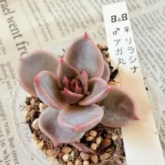 ナッツ様 リクエスト 2点 まとめ商品