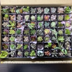 多肉植物詰め合わせ⭐️宝石箱⭐️のサムネイル
