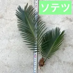 2026年最新】ソテツ 子株の人気アイテム - メルカリ