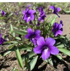 すずしろ様 リクエスト 2点 まとめ商品