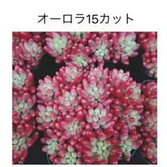ノリピー様 リクエスト 2点 まとめ商品