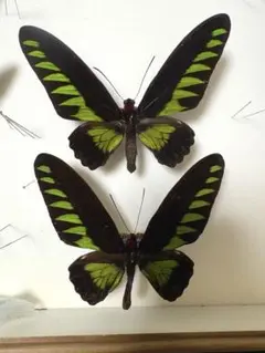 2026年最新】トリバネアゲハ 標本の人気アイテム - メルカリ