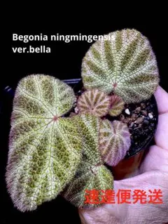 専用❣️Begonia sp. Ha Giang 原種ベゴニア　ハジャン　子株 Begonia sp. Ha Giang 原種 ベゴニア ハジャン 小株 - メルカリ