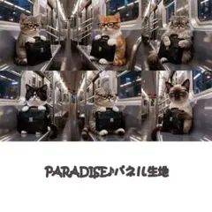 PARADISEパネル生地　猫柄