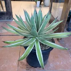 2025年最新】アガベ スノーグローの人気アイテム - メルカリ