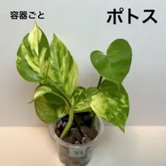 miumiuCat様 リクエスト 2点 まとめ商品