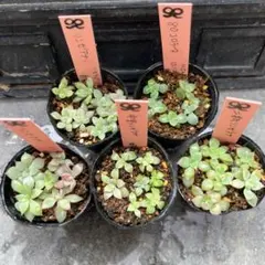 2025年最新】中里リンゼアナの人気アイテム - メルカリ