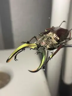 2026年最新】チリクワガタの人気アイテム - メルカリ