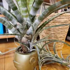 2026年最新】ヒルダエの人気アイテム - メルカリ