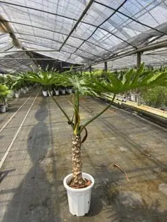 トゲなしセローム 160センチ 現品 | Mercari