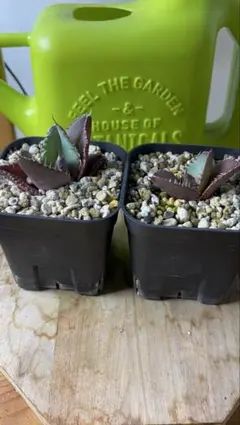 2025年最新】アガベ 実生 セットの人気アイテム - メルカリ