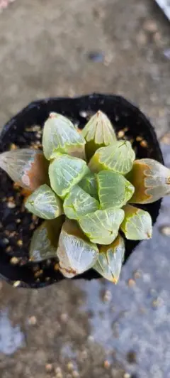 多肉植物　ハオルチア　アトロフスカミュータントのサムネイル