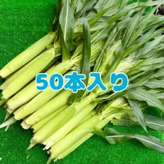 ym35 山梨県産　ヤングコーン　ベビーコーン　新鮮　200本入り　とうもろこし ym35 山梨県産 ヤングコーン ベビーコーン 新鮮 100本入り