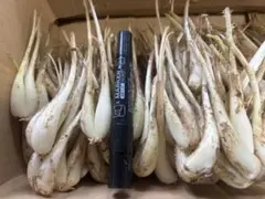 伊江島産　島らっきょう1.5キロ葉っぱ無しのサムネイル