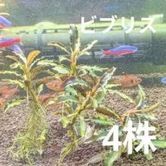 ブセファランドラspビブリス　4株のサムネイル