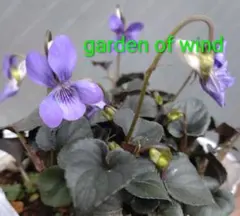 ✿黒葉スミレ✿ラブラドリカA