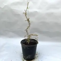 コニファー ムーングロー 180cm❗綺麗な樹形 シルバーリーフ 優良株