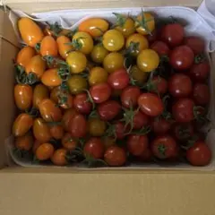 長崎県産ミニトマト2キロ