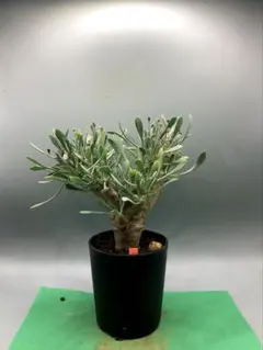 2026年最新】オトンナ ユーフォルビオイデスの人気アイテム - メルカリ