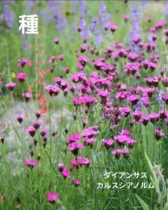 ダイアンサス カルスシアノルム 花の種