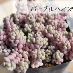 ちび様 リクエスト 3点 まとめ商品