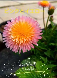 Yoshi様 リクエスト 2点 まとめ商品