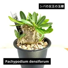 759〓Eriospermum porphyrium 発根済 759〓Eriospermum porphyrium 発根済 - メルカリ