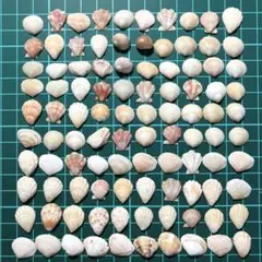 貝殻 工作素材
