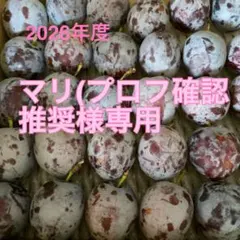 マリ(プロフ確認推奨様専用　長野県産プルーン　訳あり　約5キロのサムネイル