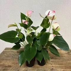 花苗】ミニアンスリウム しづき 詩月 3.5号鉢 鉢ごと発送 - メルカリ