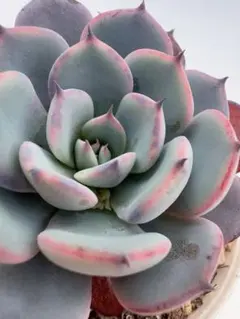 こむこむ様 リクエスト 4点 まとめ商品