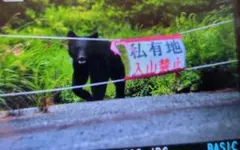 ツキノワグマの写真