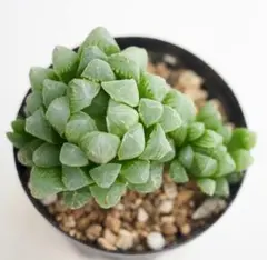 シェリッペ様 リクエスト 4点 まとめ商品