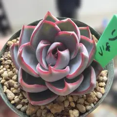 2026年最新】ミックスベリア 龍鱗蓮華の人気アイテム - メルカリ