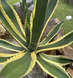 アガベ　サルミアナフェロックス　バターフィンガー　中株　引取限定 耐寒性大株アガベ サルミアナ フェロックス バターフィンガー