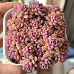 リンダリンダ　抜き苗　ぼのぼのさん苗　最終お値下げのサムネイル