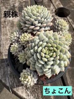 多肉植物 ちょこん ミックスベリア おらいさん苗