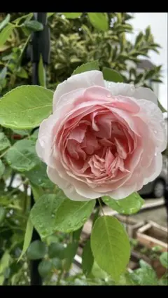 2026年最新】バラ挿し穂の人気アイテム - メルカリ