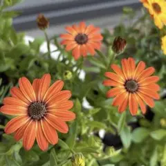 ao_merry様 リクエスト 3点 まとめ商品