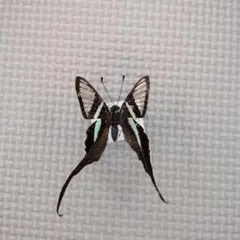 蝶標本 蛾標本 蝶類標本 昆虫標本 鱗翅目 スソビキアゲハ - メルカリ