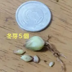 ハオルチア ハオルシア 白蛇伝 葉挿し 葉 糊斑 - メルカリ