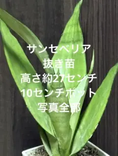 ミルキーまま様 リクエスト 2点 まとめ商品