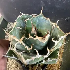 2026年最新】アガベ 白鯨 ボールの人気アイテム - メルカリ