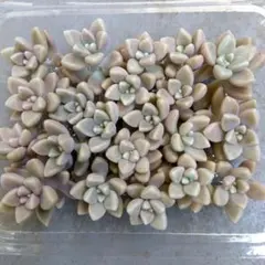 多肉植物　姫秀麗