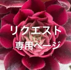 ユキ☆★様 リクエスト 4点 まとめ商品