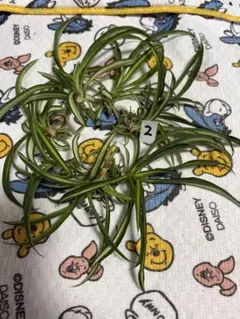 観葉植物 オリズルランのサムネイル