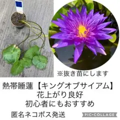 ニ*ノ様 Thailand Creator 熱帯睡蓮　株分け苗　お盆頃発送予定 ニ*ノ様 Thailand Creator 熱帯睡蓮 株分け苗 お盆頃発送予定