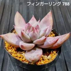 フィンガーリング 788 エケベリア 多肉植物 抜き苗